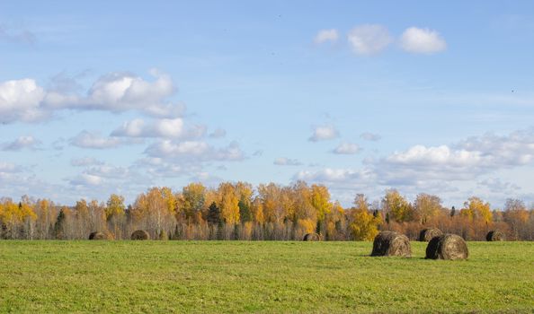 Hay bales in the field in autumn. Agricultural field with sky and clouds. The rural nature of farms. Straw in the meadow. Rural natural landscape. The grain harvest, and harvesting.
