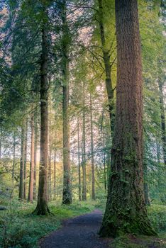 Beech Tree woodlands with sunshine shining through the canopy in Lake District England