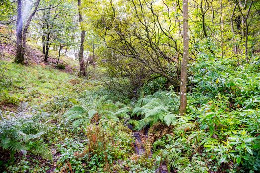 Autumnal woodland scene with bracken and ferns in Lake District UK