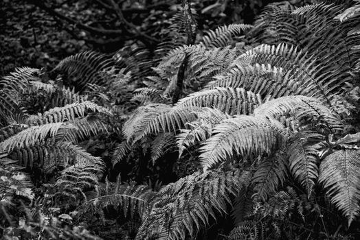 Black and White woodland scene with bracken and ferns in the Lake District UK