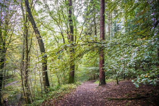 Beech Tree woodlands with sunshine shining through the canopy in Lake District England