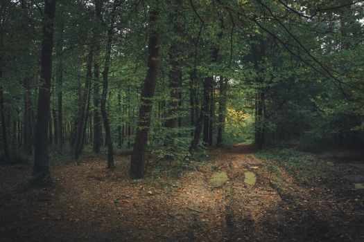 Path through a dark and wet forest, moody landscape