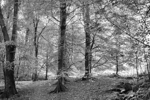 Beech Tree woodlands with sunshine shining through the canopy in Lake District England