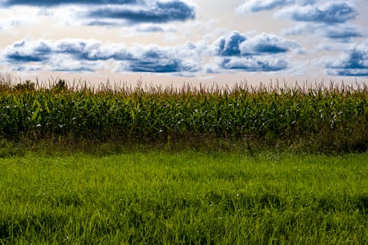 A cornfield with tall stalks of corn is seen from the side, with long grass in the foreground. A sky with darkening clouds is seen above it.