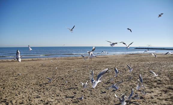 Set of seagulls flying on the beach, sand, flight, sunny day