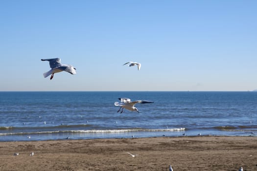 Set of seagulls flying on the beach, sand, flight, sunny day