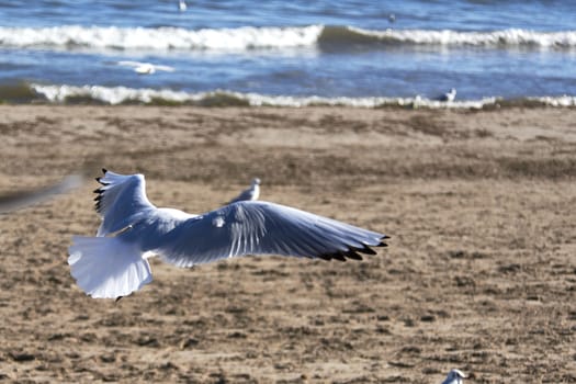 Set of seagulls flying on the beach, sand, flight, sunny day