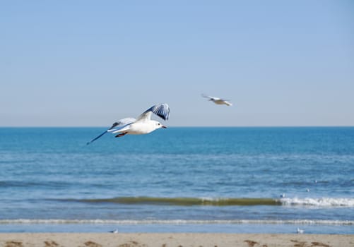 Set of seagulls flying on the beach, sand, flight, sunny day