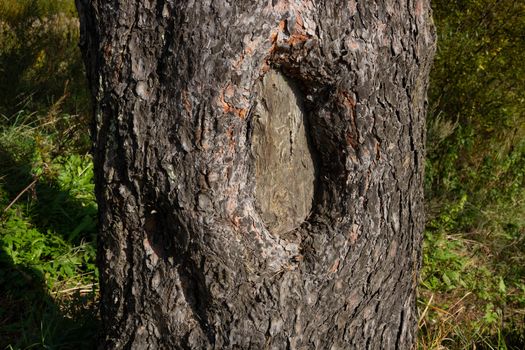 The pine tree, the texture of bark, hollow. Close up.
