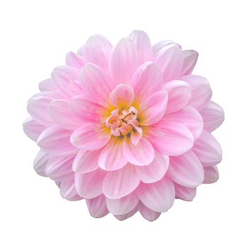 Beautiful Isolated Perfect Pink Dahlia Flower On A White Background