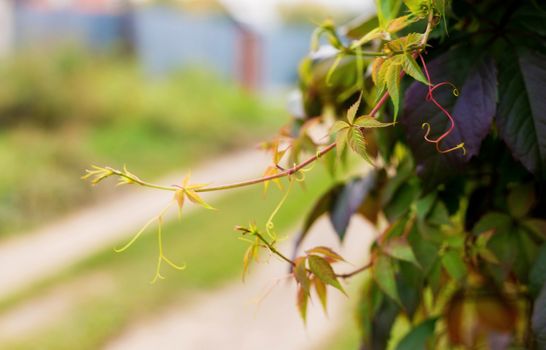 A wall covered with vine multicolored leaves in autumn in the village.