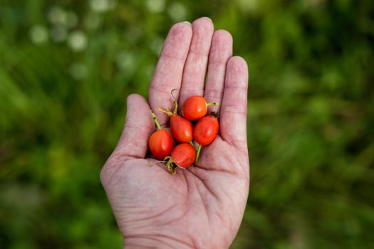 Fresh red berries from the dog rose bush in a woman's hand