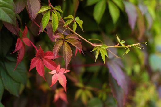 A wall covered with vine multicolored leaves in autumn in the village.