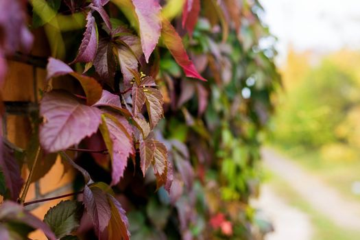 A wall covered with vine multicolored leaves in autumn in the village.