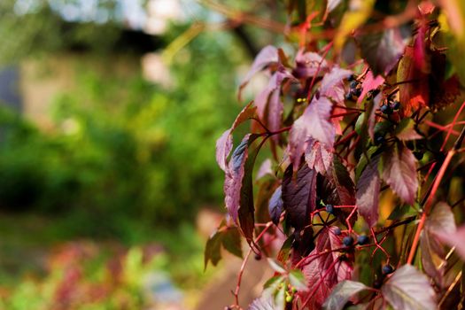 A wall covered with vine multicolored leaves in autumn in the village.