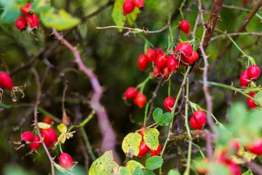 Ripe red autumn briar berries on a rose bush branch