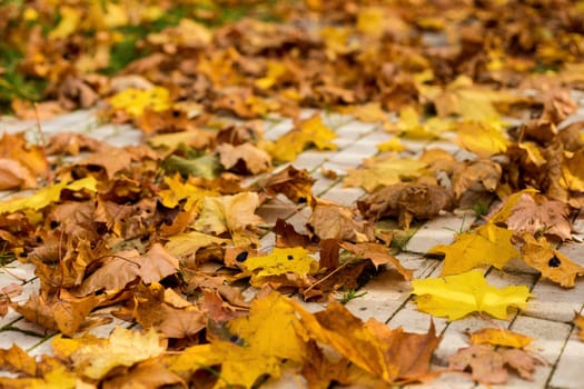 Yellow and orange autumn leaves in fall park.