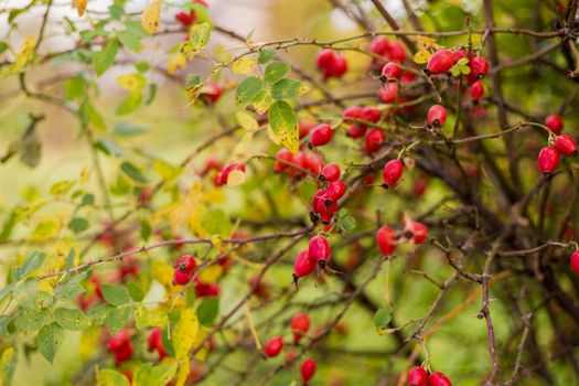 Ripe red autumn briar berries on a rose bush branch