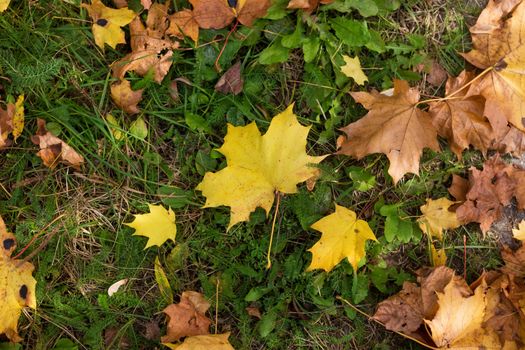 Fallen golden autumn leaves on green grass in sunny morning light in the beautiful park.