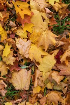 Fallen golden autumn leaves on green grass in sunny morning light in the beautiful park.