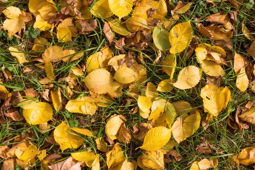 Fallen golden autumn leaves on green grass in sunny morning light in the beautiful park.