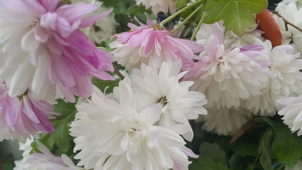 Close up of a lovely fresh white flower with purplish petals and green leaves blurred background. Flower background for text and messages.