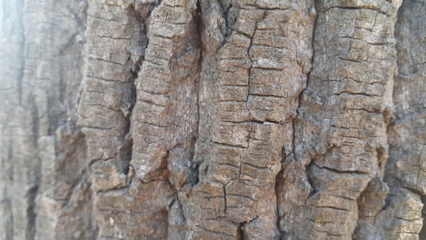 close up view of tree peel macro close up texture for background and texture