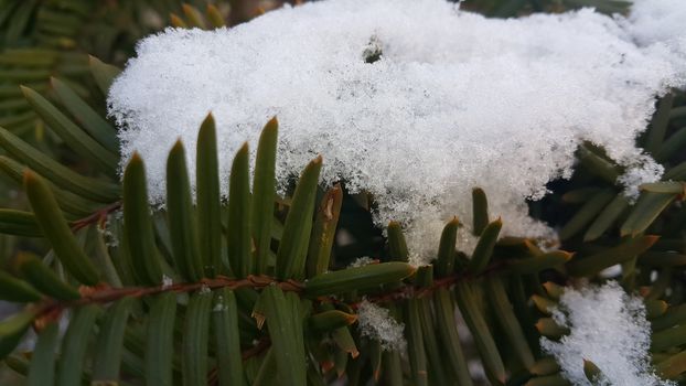 Snow on leaves of coniferous plant during snowfall winter season. closeup view.
