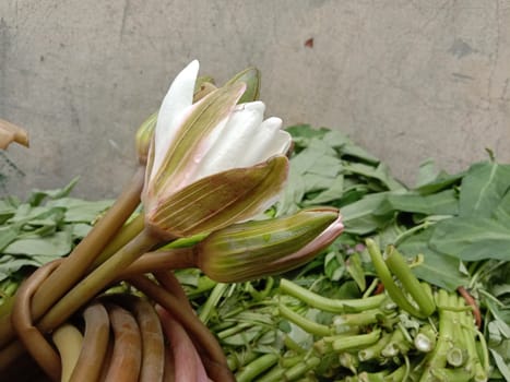 water lily flower stock on shop and in hand