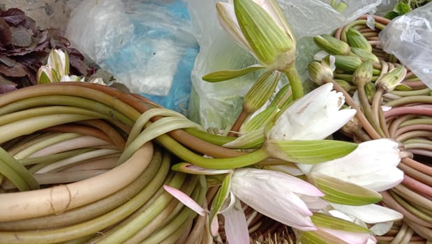 water lily flower stock on shop and in hand