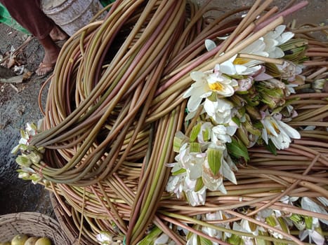 water lily flower stock on shop and in hand