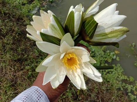 water lily flower stock on shop and in hand