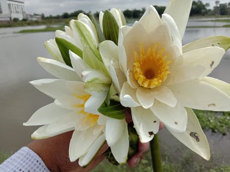 water lily flower stock on shop and in hand