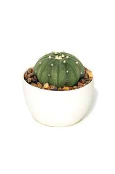 Image of cactus in pots isolated on white background. Small decorative plant. Front view. 