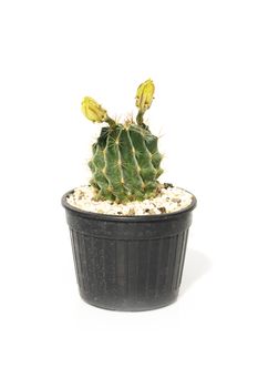 Image of cactus in pots isolated on white background. Small decorative plant. Front view. 