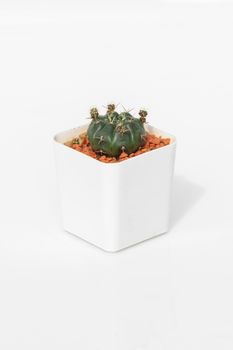 Image of cactus in pots isolated on white background. Small decorative plant. Front view. 