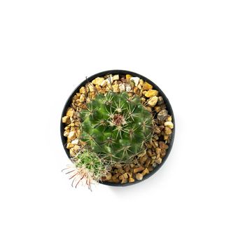 Image of cactus in pots isolated on white background. Small decorative plant. Top view. 