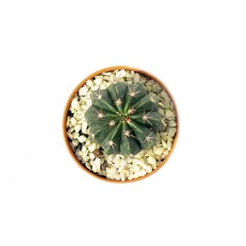 Image of cactus in pots isolated on white background. Small decorative plant. Top view. 