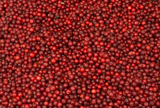 Red ripe lingonberry in bulk for sale by weight