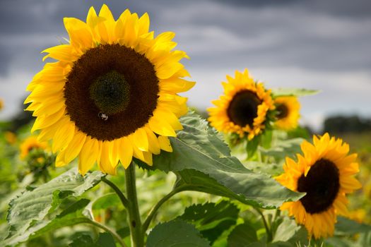 Sunflowers in a park