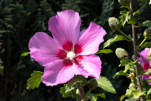 One beautiful pink flower surrounded by green branches