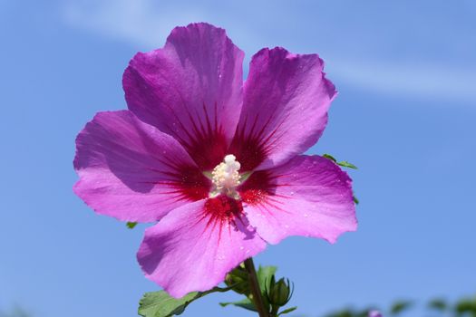 One beautiful pink flower with a blue sky in the background