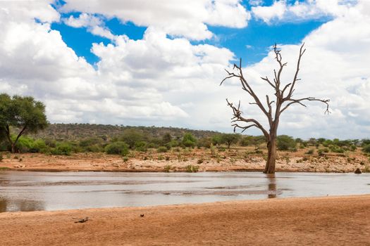 Some bald trees on the bank of a river