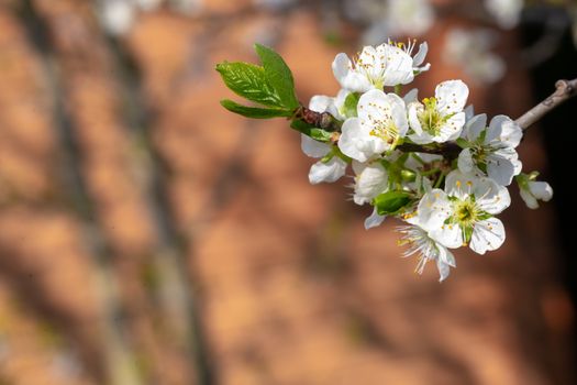 The White cherry blossoms with the first green leaves