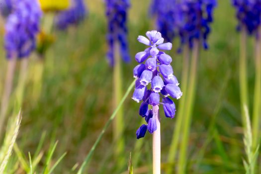 One Purple spring flower in a close-up in a flower bed