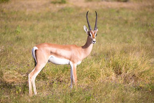 Some native antelopes in the grassland of the Kenyan savannah