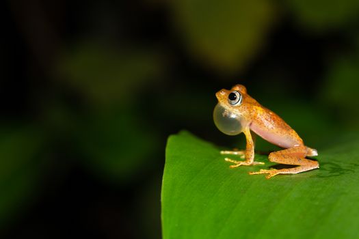 The small orange frog is sitting on a leaf