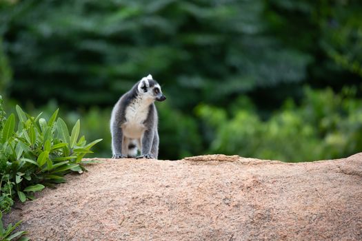 A funny ring-tailed lemurs in their natural environment