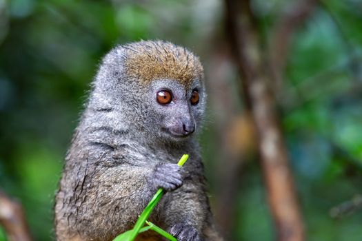 One small lemur on a branch eats on a blade of grass