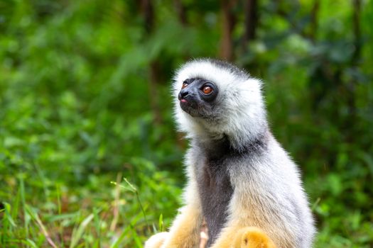 One Sifaka Lemur in the rainforest on the island of Madagascar